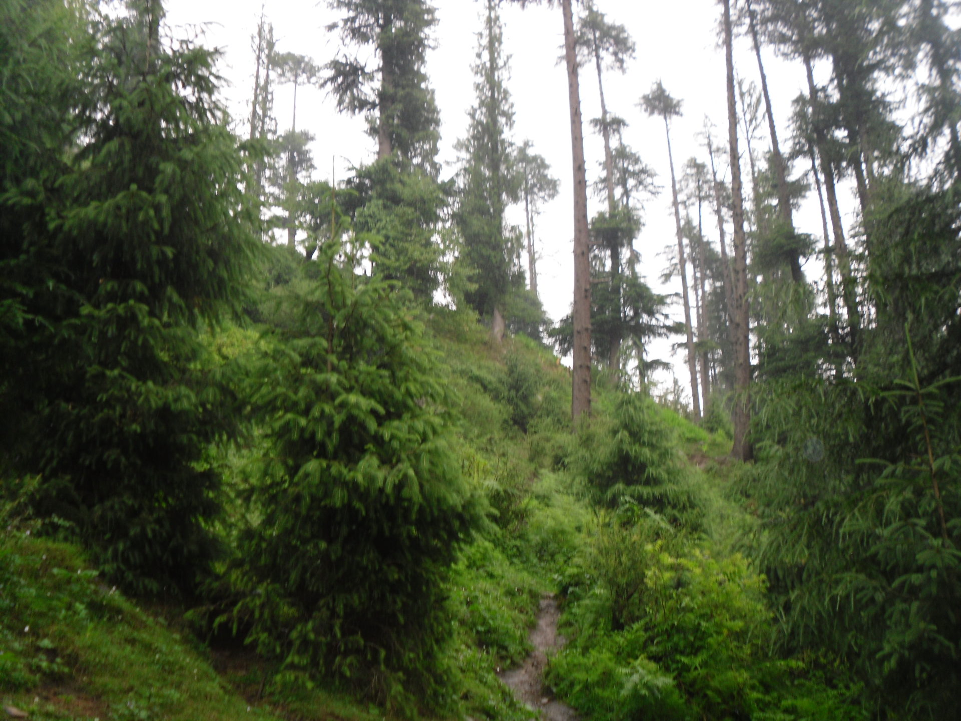 Durch tiefen WAld nach Lama Dug