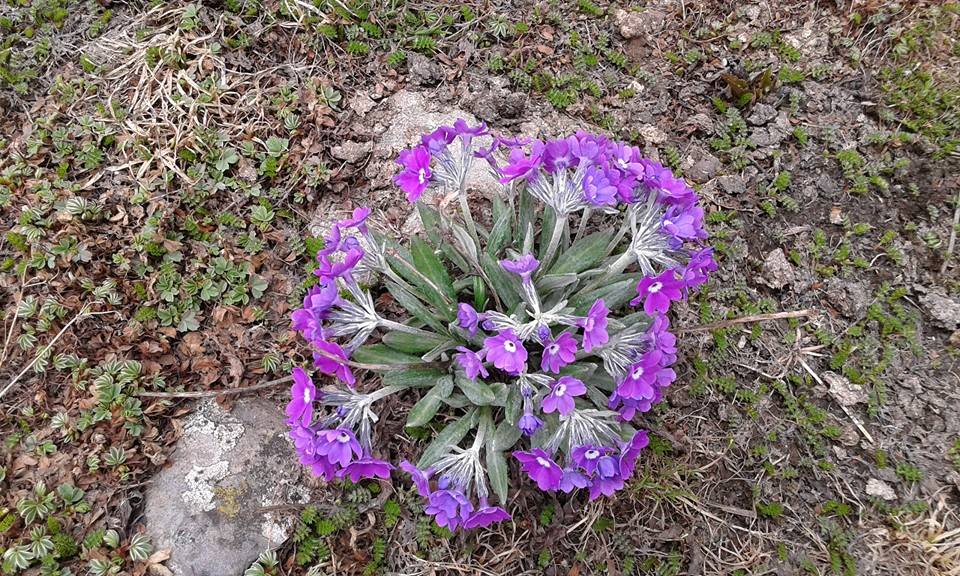 Blumen waehrend der Wanderung